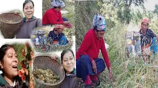  आज घरमा कोदो काट्न सुरु गरियो छिमेकि दिदी र ममिको यति मिठा गफगाफ 😂@Shirjanavlogs 
