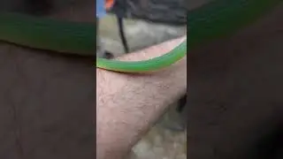 Grass Snake? Rough Green Snake (Opheodrys Aestivus). Great for Gardens Orchards. Nature, Wildlife