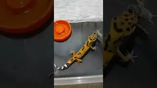 leopard gecko tomato emerine #shorts #gecko #tremper #emerine #reptile