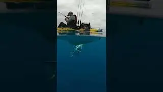 🦈 Terrifying! Hidden Great White explodes from depth! ULTIMATE attack NOW! #kayak #ocean #fyp