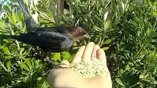 Wild birds 🐦- eating organic hemp seeds