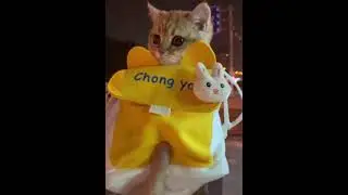 🐱
