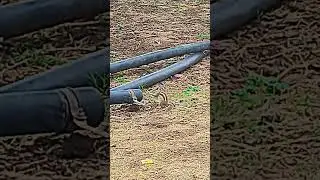 cute squirrel 😘😘 #farming #farmer #viralvideo #shortvideos #shorts #cute #squirrel