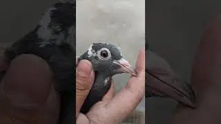 abluk baby. #shortsfeed #kabootar #subscribe #shorts