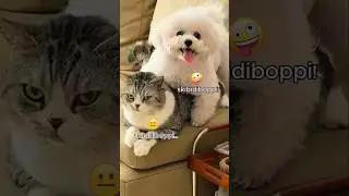 🐱 Gatti vs Cani 🐶