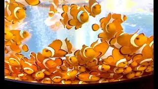 カクレクマノミ　Ocellaris clownfish, Common clownfish,False percula clownfish　Amphiprion ocellaris