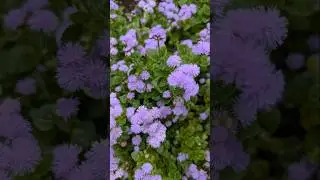 TOUGH & BEAUTIFUL ANNUALS