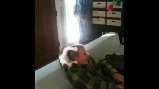 Cat scalp massage