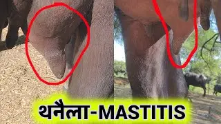Treatment of Mastitis in buffalo | thanela rog ka ilaj | थनैला का इलाज | Pashu ilaj 24 