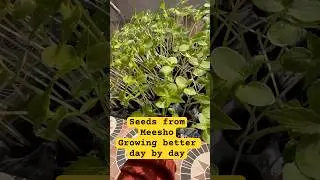 Balsam flower seeds from meesho #trending #maxidress #ytshorts #home #shorts