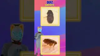 QUIZ - QUAL MENOR INSETO DO MUNDO?