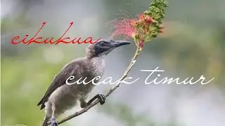 MASTERAN GACOR & PIKAT BURUNG CIKUKUA CUCAK TIMUR SUARA PANCINGAN
