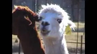 Spirit Llama