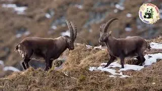 Ibex Goats Fight | Ibex - The Never Ending Battle | Animals Sound