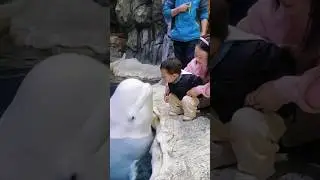 ANIMALS ON EARTH THAT DON'T FEEL REAL 🌏😳 #travel #nature #animals #shorts #place