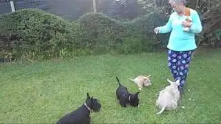 SCOTTHIS TERRIER CRIADERO MATMAR