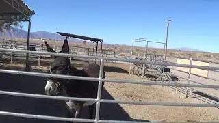 Patsy's Travels: Longstreet RV Resort & Casino, Amargosa Valley, NV (9 of 11).