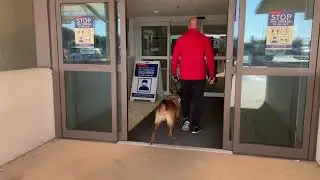 K9 Nijo @scottsk9