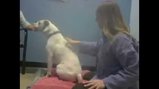 Tui Na Dog Massage - Dr Rewers featured on Sound Integrated Health