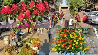 Tala Hat || Kolkata Flower Plants Market At Galiff Street Visit & Prices Of Azalea Pitunia Marigold