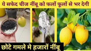 गमले मे आएगें हजारो नींबू आधा चम्मच ये सफेद पाउडर डालें | Best Calcium fertilizet for Potted Lemon 
