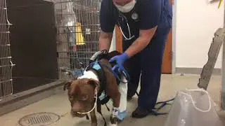 Hercules Walks After Surgery