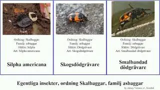 Egentliga insekter, ordning Skalbaggar, familj asbaggar d&ouml;dgr&auml;vare insect americana Fuse asbagge