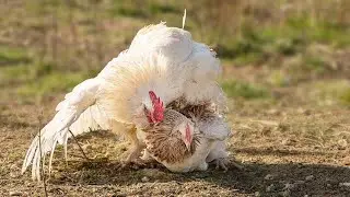 Rooster Mating with chicken