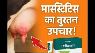 Mastitis Treatment for Cows & Buffalo &ndash; Himalaya Inflamin Cream Explained