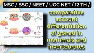 Comparative account of differentiation of gonad in mammals and invertebrates / #msc #mscnotes #hindi