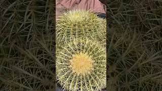 Huge, multi-cluster 
