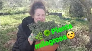 🌿🍀Planta aquática