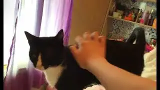 Spamie with silly music 2