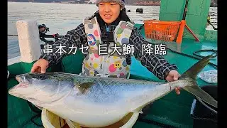 串本のカセで巨大鰤出現！