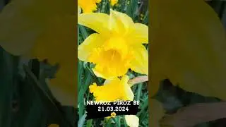 #newroz ,#kurdistan ,#kurdish ,#kurdishmusic ,#viral