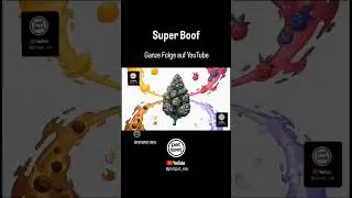 Strain Lexikon - Super Boof: Ursprung, Top Breeder und Anbau Tipps #potspot #superboof