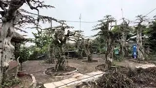 Minh thiện cây xanh. Vườn duối cổ thụ bonsai