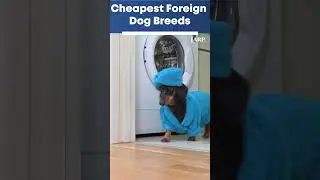 Top Cheapest Foreign Dog Breeds | Dachshund | Which Dog Is Best Under 10000? Pug | German Shepherd