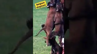 Belgium breed dog 🙏 hyper training #dogs #puppies
