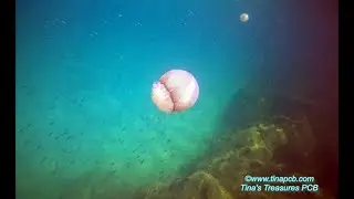Snorkeling Gulf with the fishes St Andrews State Park Jetties Panama City Beach September 15, 2025