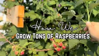 Growing Raspberries from starts to harvest &bull; Save Money