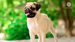 El pug - Doguillo.
