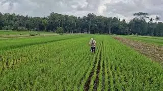 SMART FARMING! HOW TO KEEP RICE PLANTS WEED-FREE WITH SIMPLE CREATIVE TOOLS - Agriculture Farming