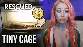 I Rescued a Savannah Monitor! | KristenLeannimal