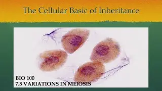 The Cellular Basis of Inheritance : Variations in Meiosis