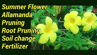 Allamanda||Root Pruning||Stem pruning||SoilChange||Fertilizer||