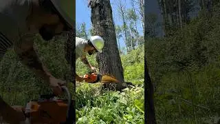 Dropping BIG Aspen Trees! #chainsaw