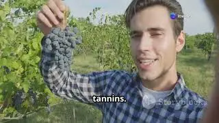 The Journey of Wine: From Grape to Bottle