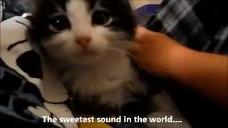 Anakin The Two Legged Cat is 6 Months Old! Ani's Video Flashback