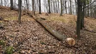 Utb 445 dt la treaba de pădure zi și noapte
